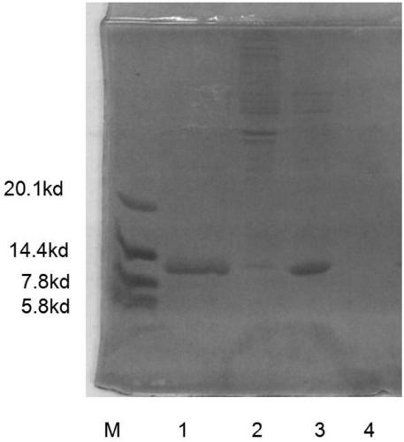 Production process of high-titer tuberculin skin test diagnostic reagent PPD (Purified Protein Derivative)