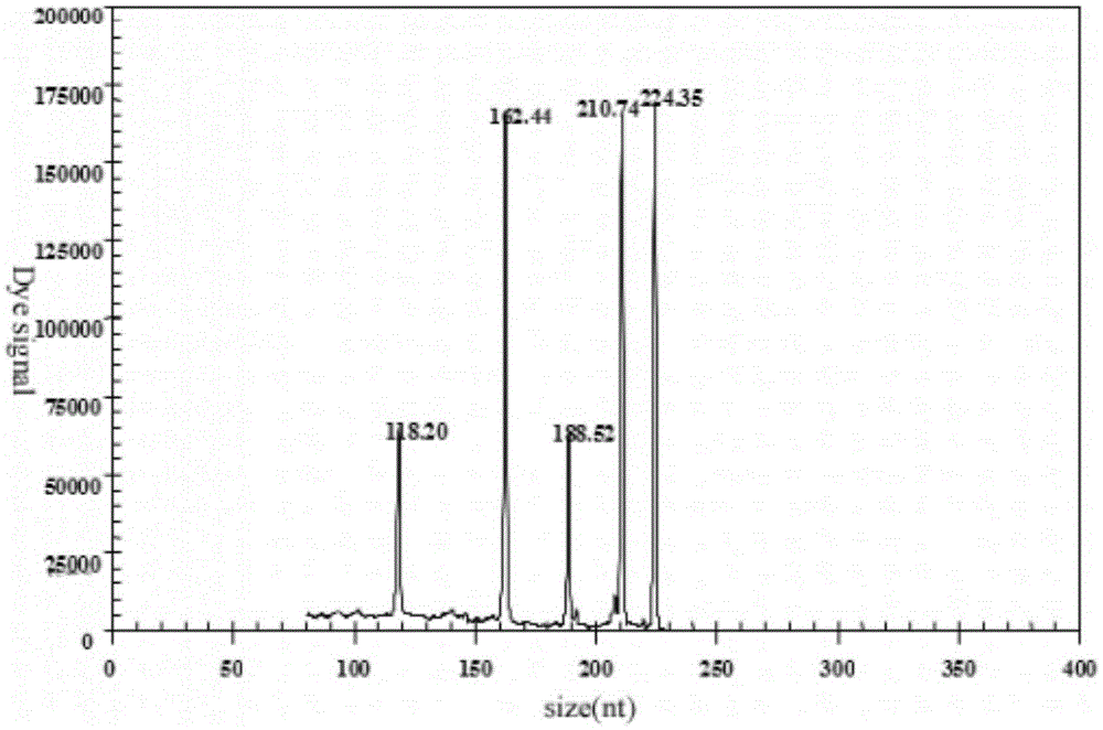 GeXP rapid detection primer group and kit for identifying H5N1 and H9N2 subtype avian influenza viruses synchronously and application of primer group and kit