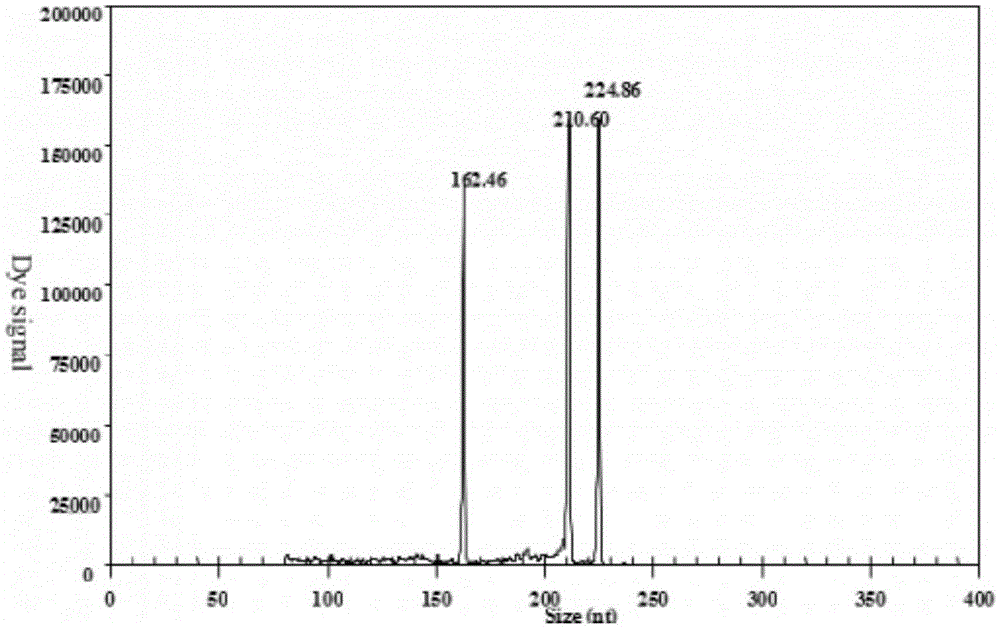 GeXP rapid detection primer group and kit for identifying H5N1 and H9N2 subtype avian influenza viruses synchronously and application of primer group and kit