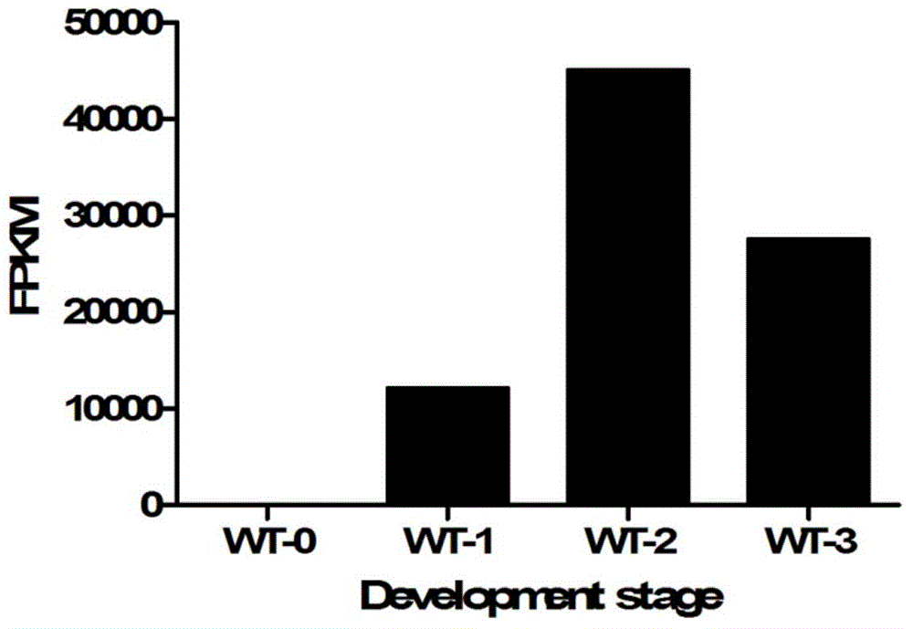 Identification and application of plant anther specific expression promoter pTaASG005