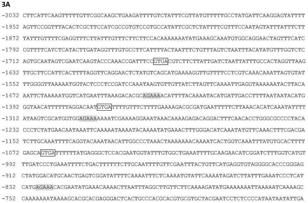 Identification and application of plant anther specific expression promoter pTaASG005