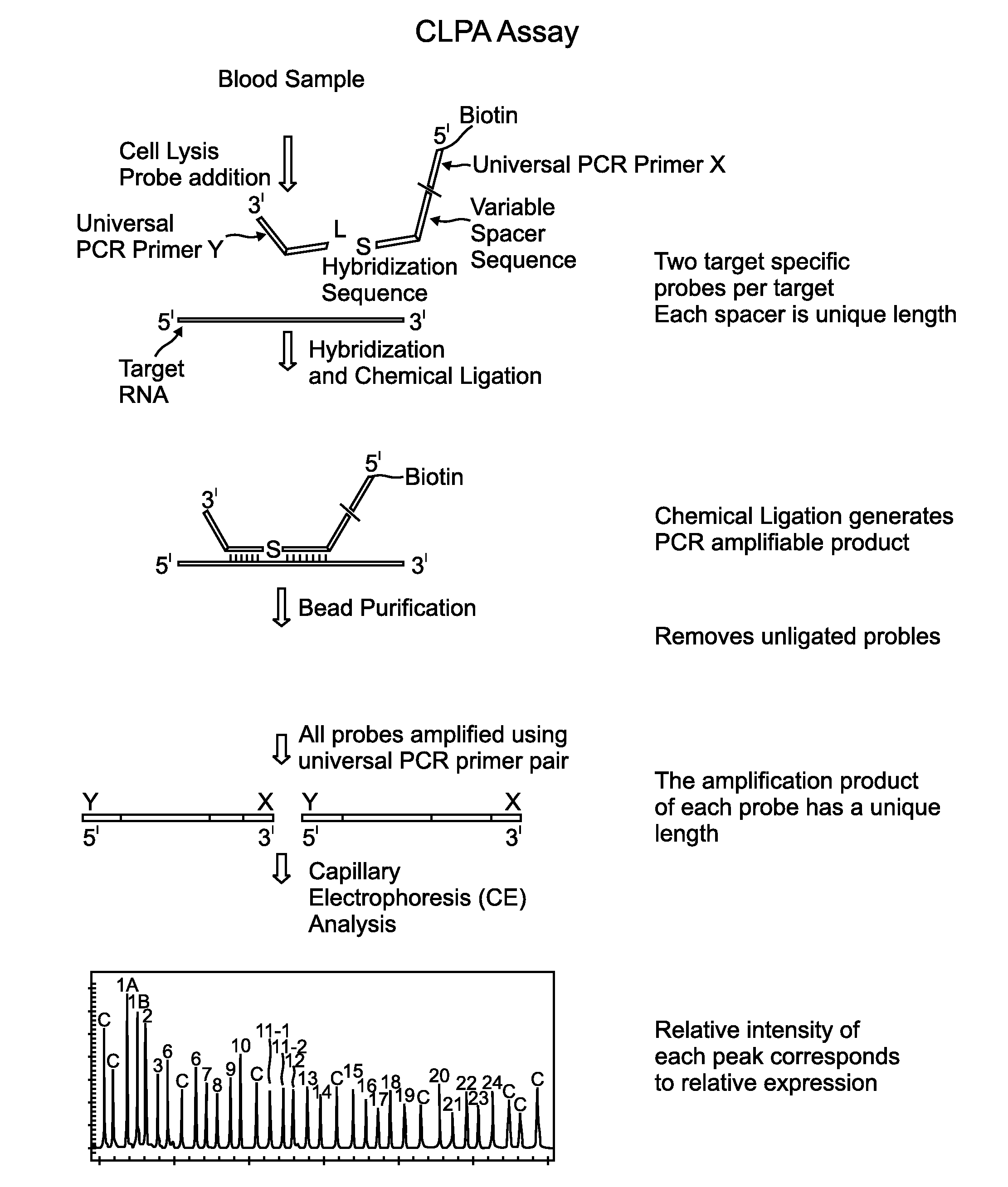 Chemical ligation dependent probe amplification (CLPA)