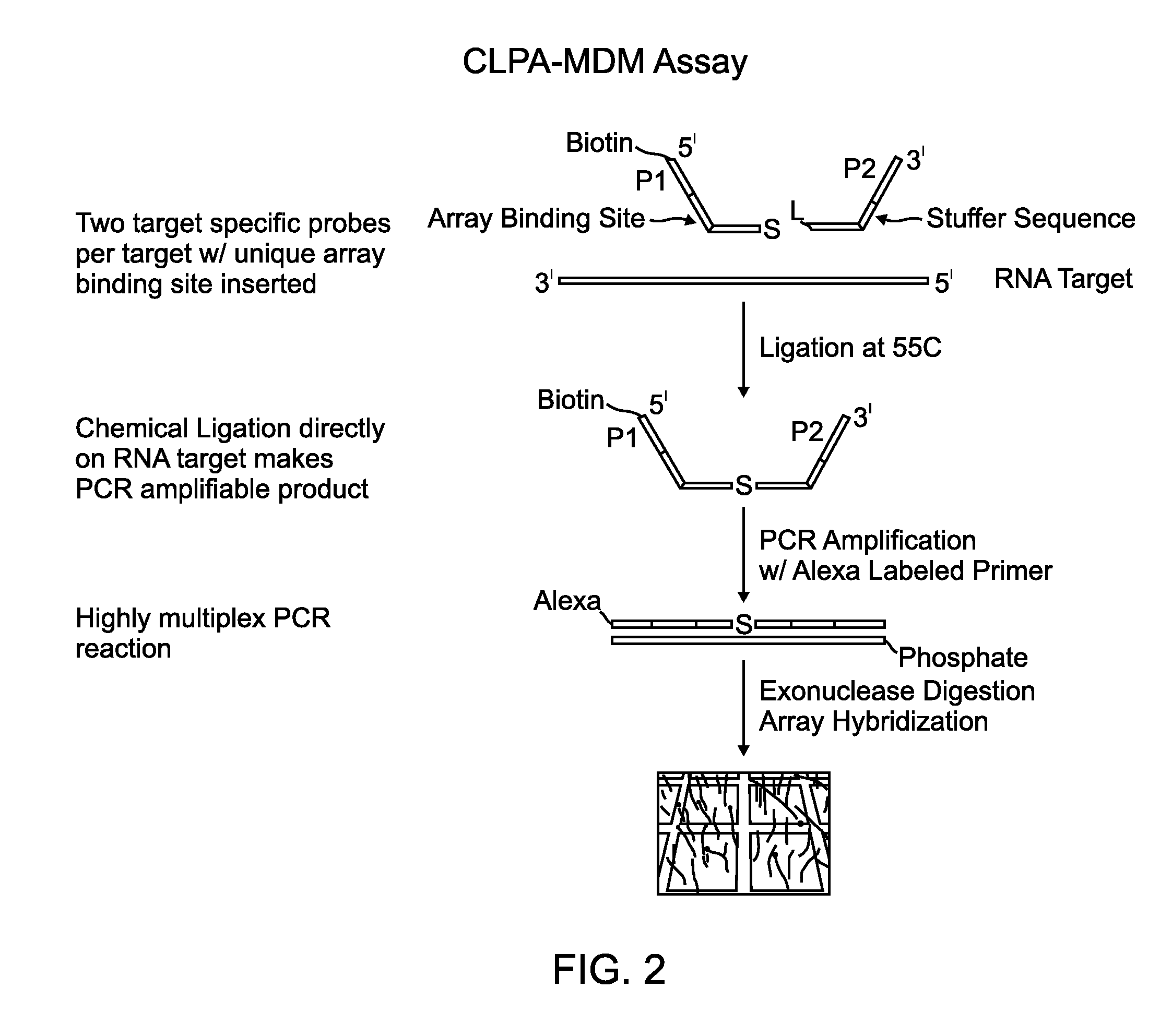 Chemical ligation dependent probe amplification (CLPA)