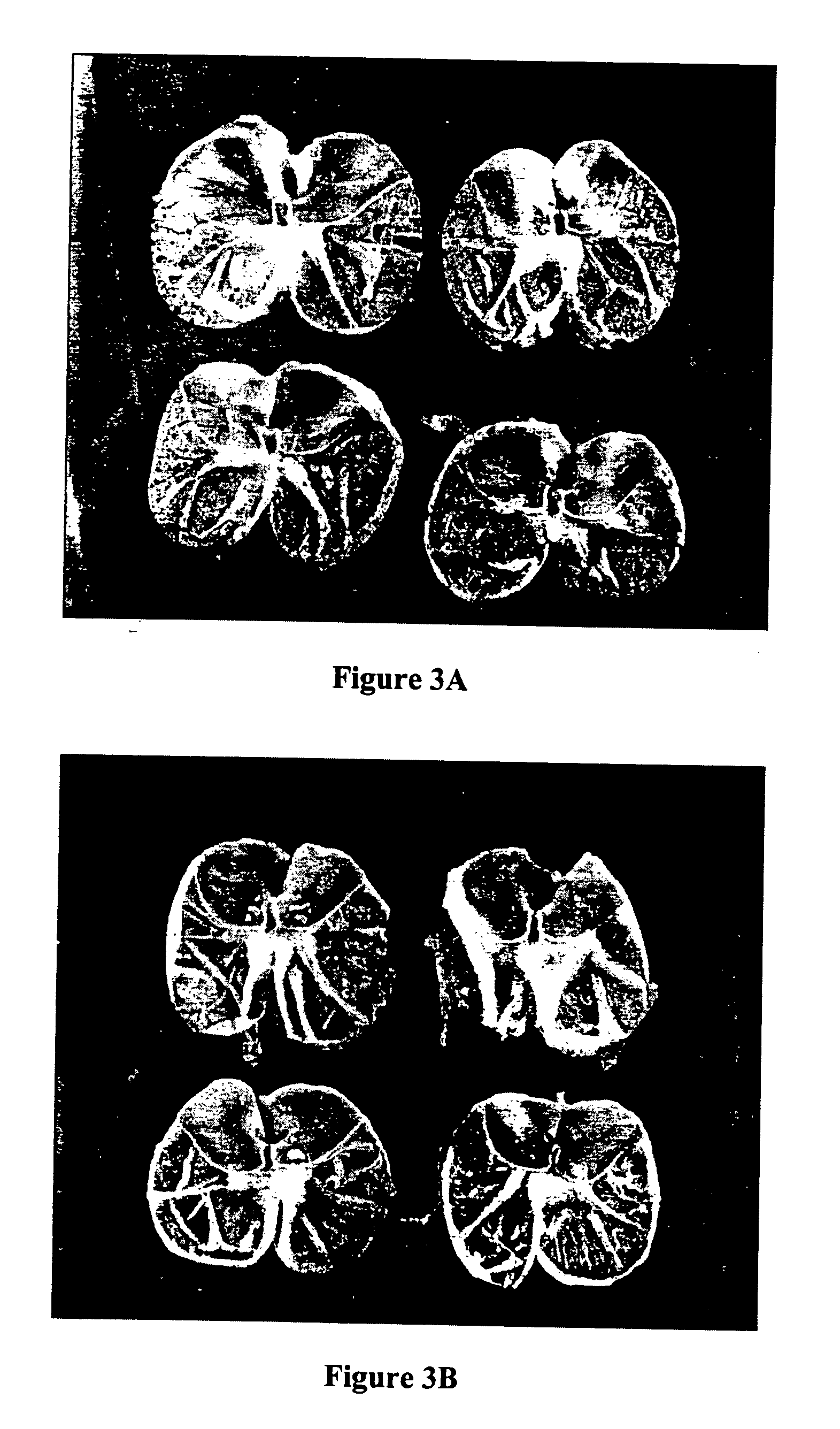 Compositions for oral delivery of nutrients and pharmaceuticals