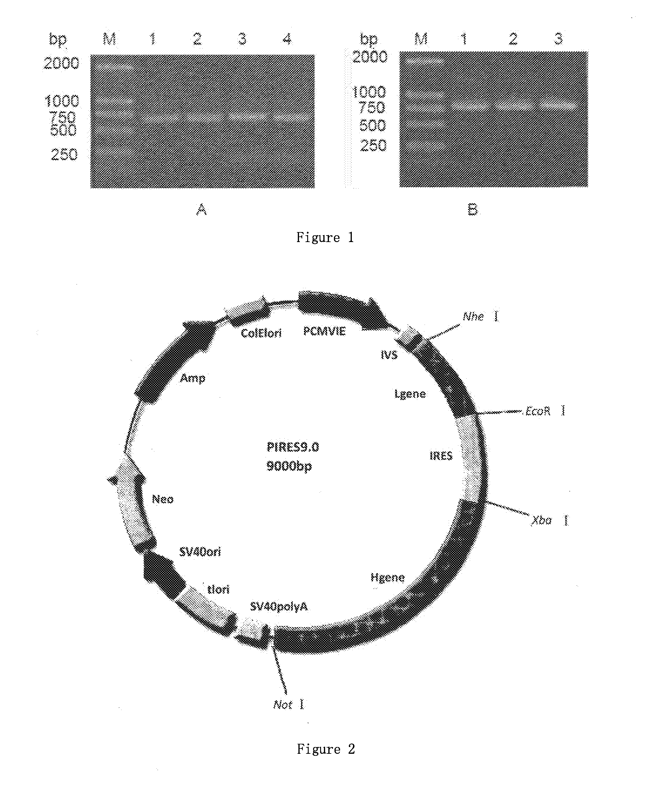 Humanized Anti-egfr antibody l4-h3 and coding gene thereof