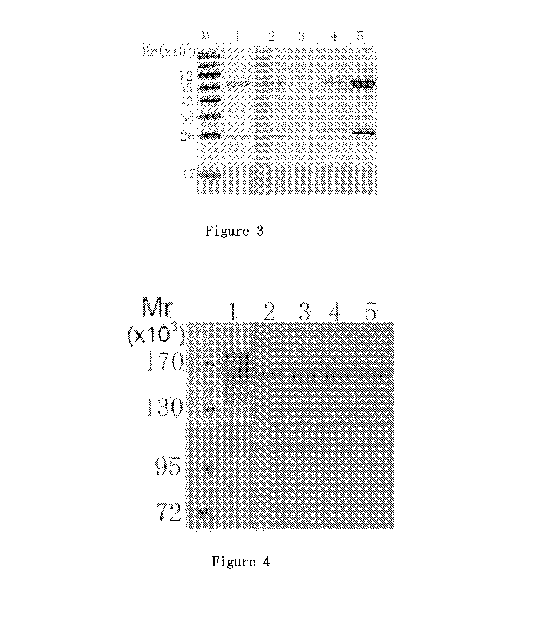 Humanized Anti-egfr antibody l4-h3 and coding gene thereof