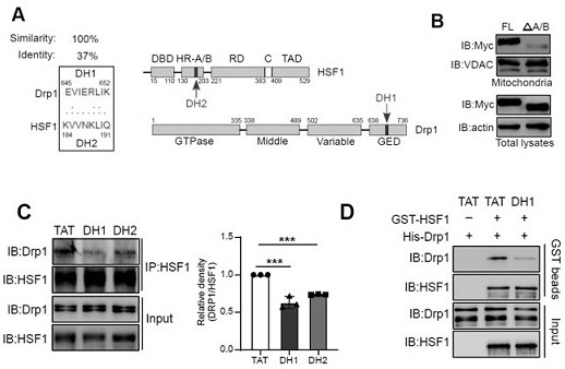 Small molecule polypeptide in HD treatment medicine and application of small molecule polypeptide