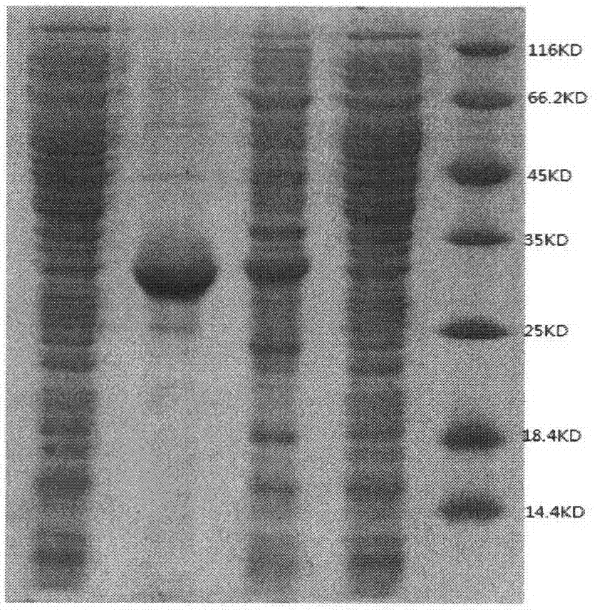 Highly expressed Staphyloccocus aureus alpha-acetolacetate decearboxylase by utilization of recombinant escherichia coli