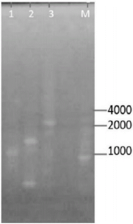 Dunaliella phytoene dehydrogenase gene promoter and application thereof