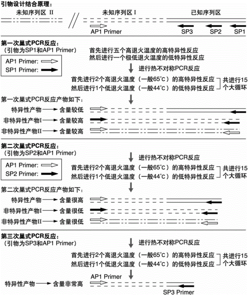 Dunaliella phytoene dehydrogenase gene promoter and application thereof