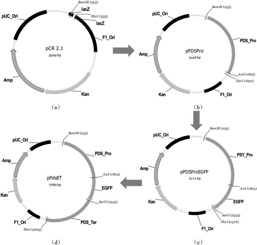 Dunaliella phytoene dehydrogenase gene promoter and application thereof