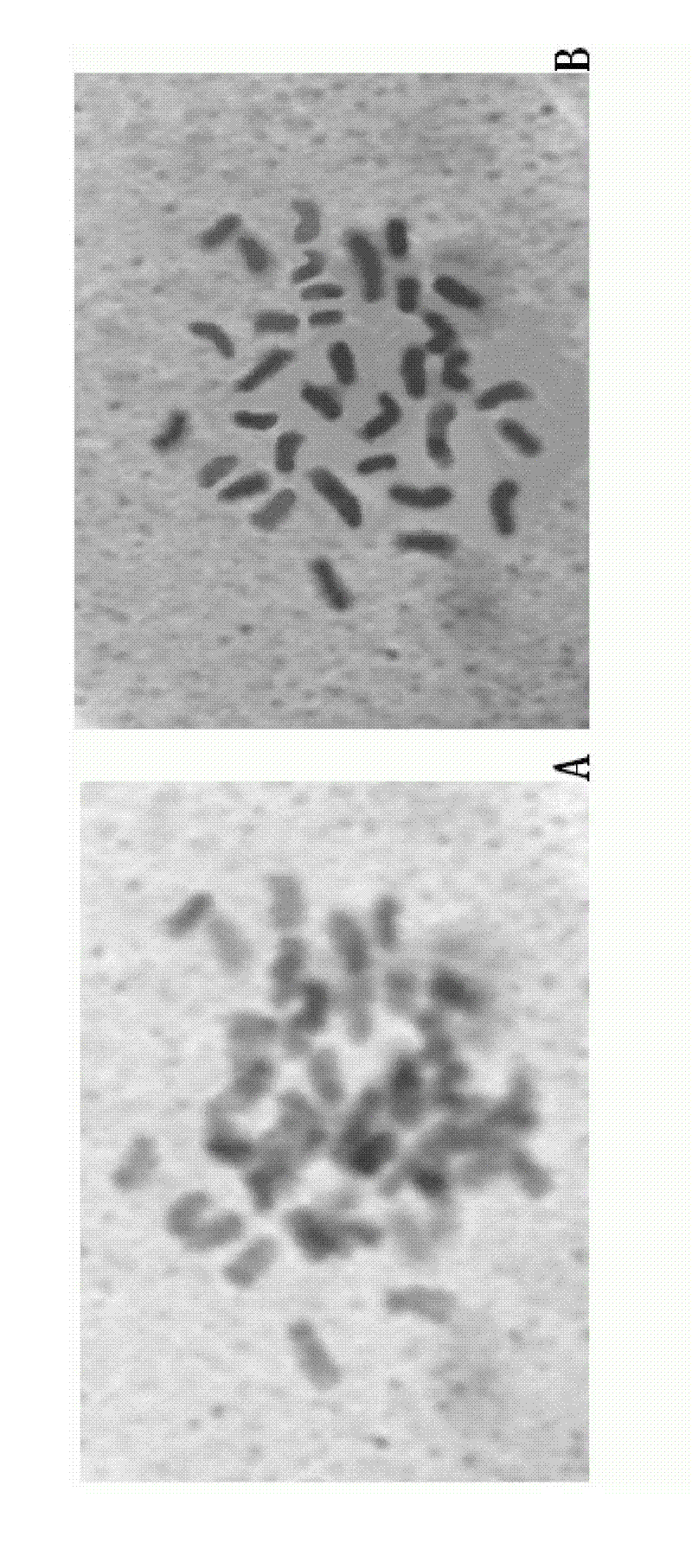 Method for preparing triploid plants