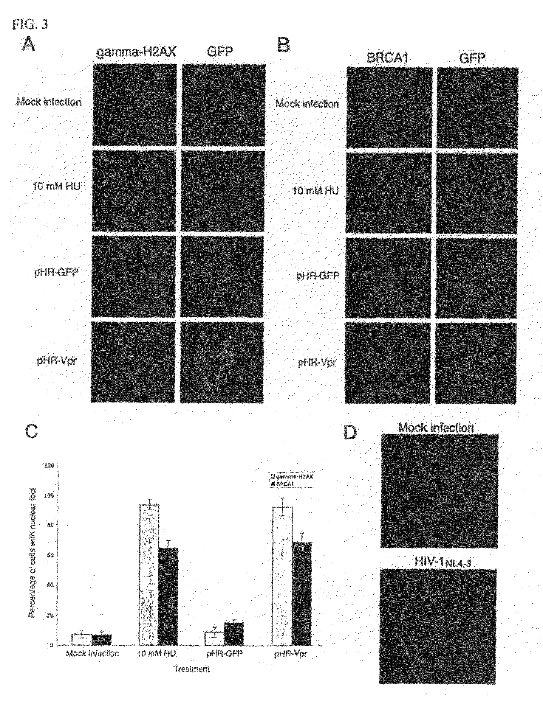 Cell Cycle Arrest and Apoptosis