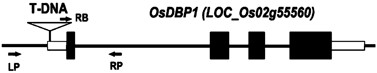 Application of OsDBP1 protein in regulating cold tolerance of rice