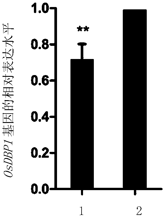 Application of OsDBP1 protein in regulating cold tolerance of rice