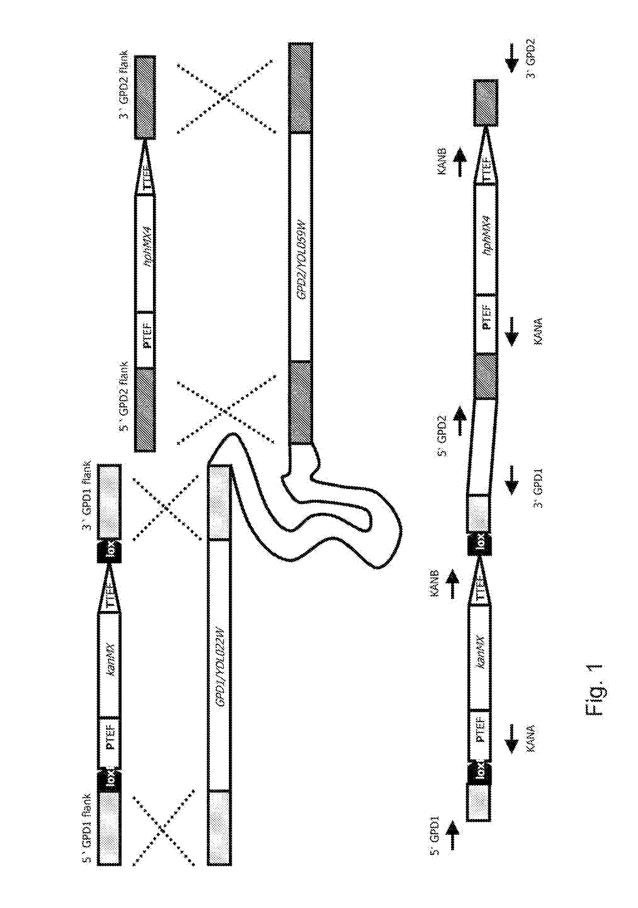 Fermentative glycerol-free ethanol production