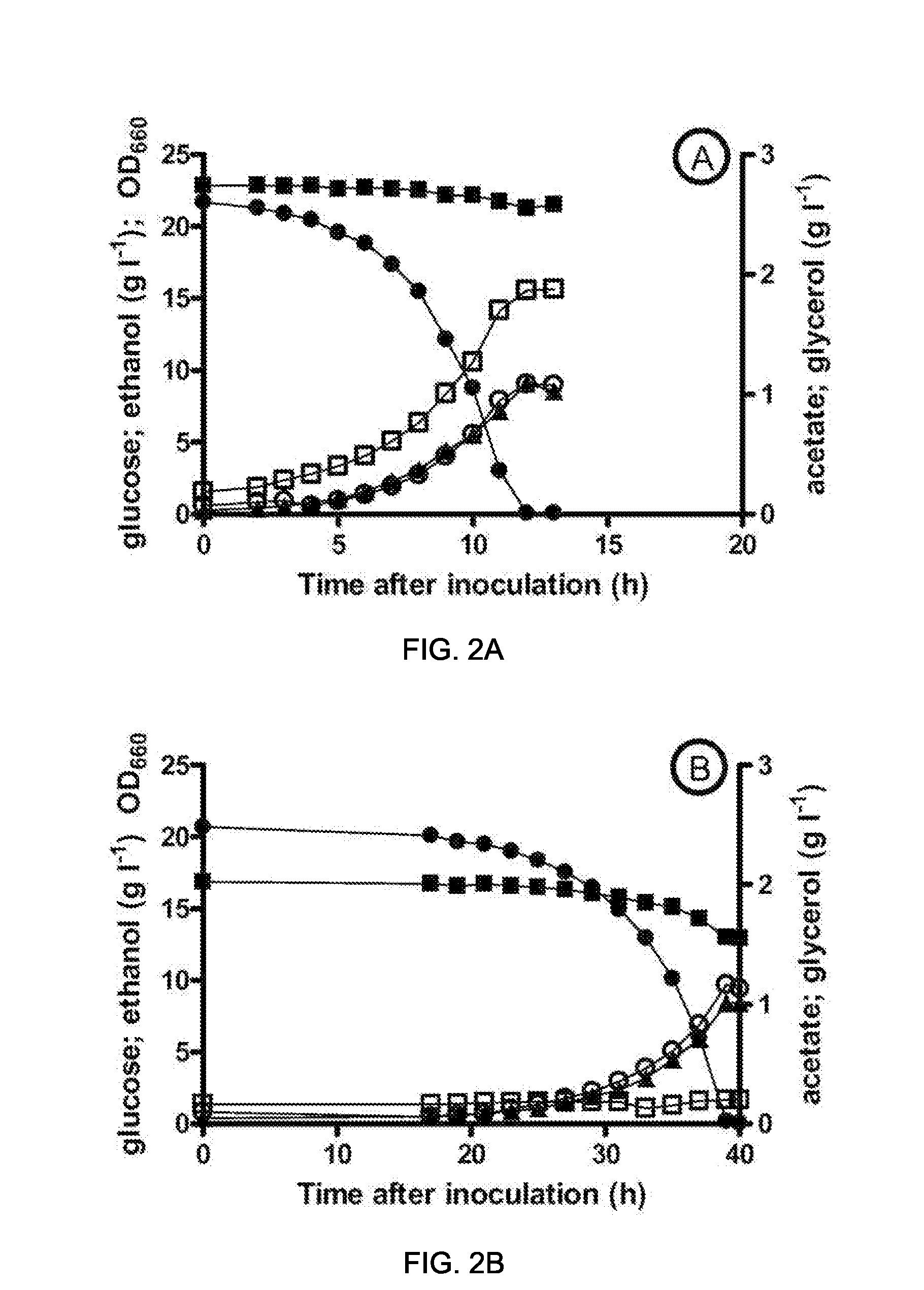 Fermentative glycerol-free ethanol production