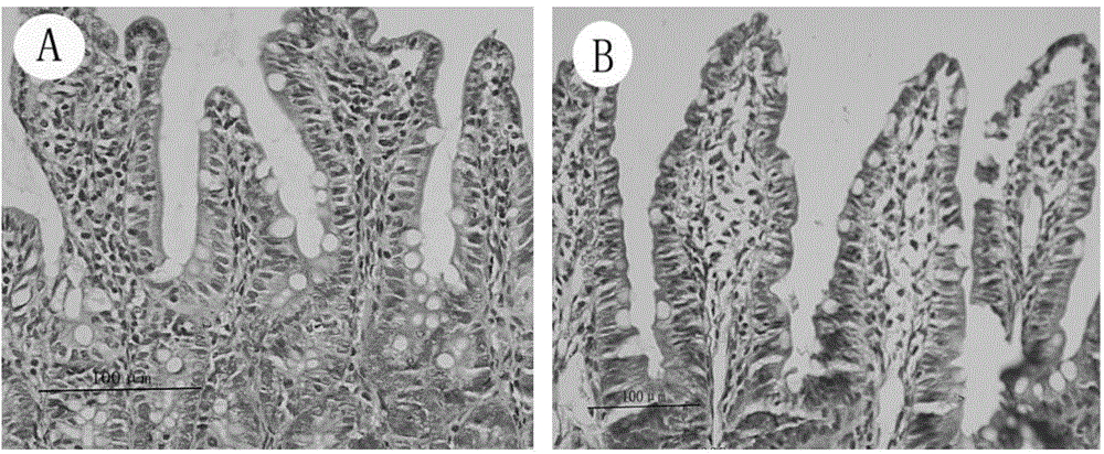 Establishment method for experimental plateau intestinal barrier injury rat model