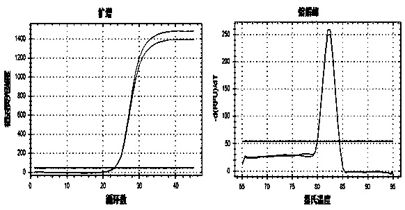 DNA rapid identification method for ivories and products thereof