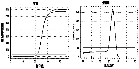 DNA rapid identification method for ivories and products thereof