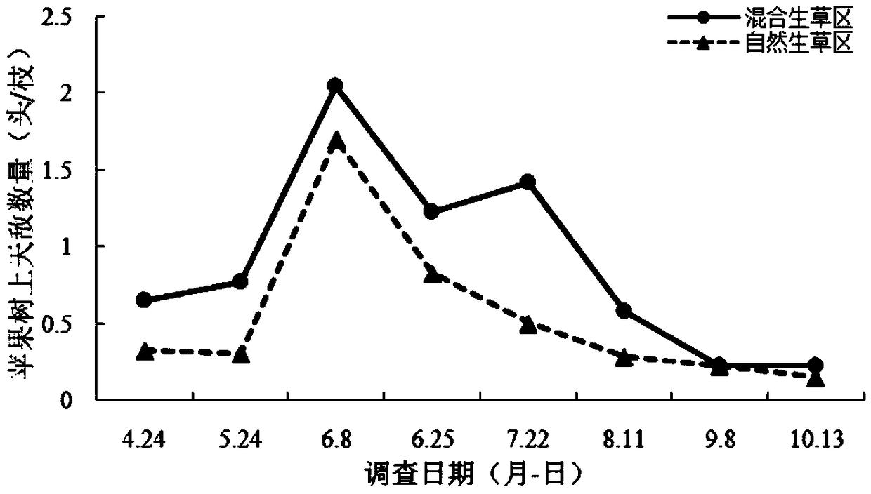 Apple pest control method through attraction and breeding of natural enemies by using mixed grown grass in apple garden