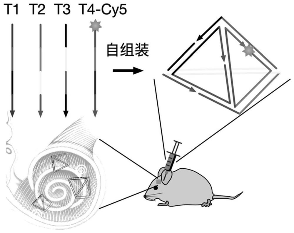 Application of DNA tetrahedral nanostructure as carrier of medicine for treating inner ear diseases