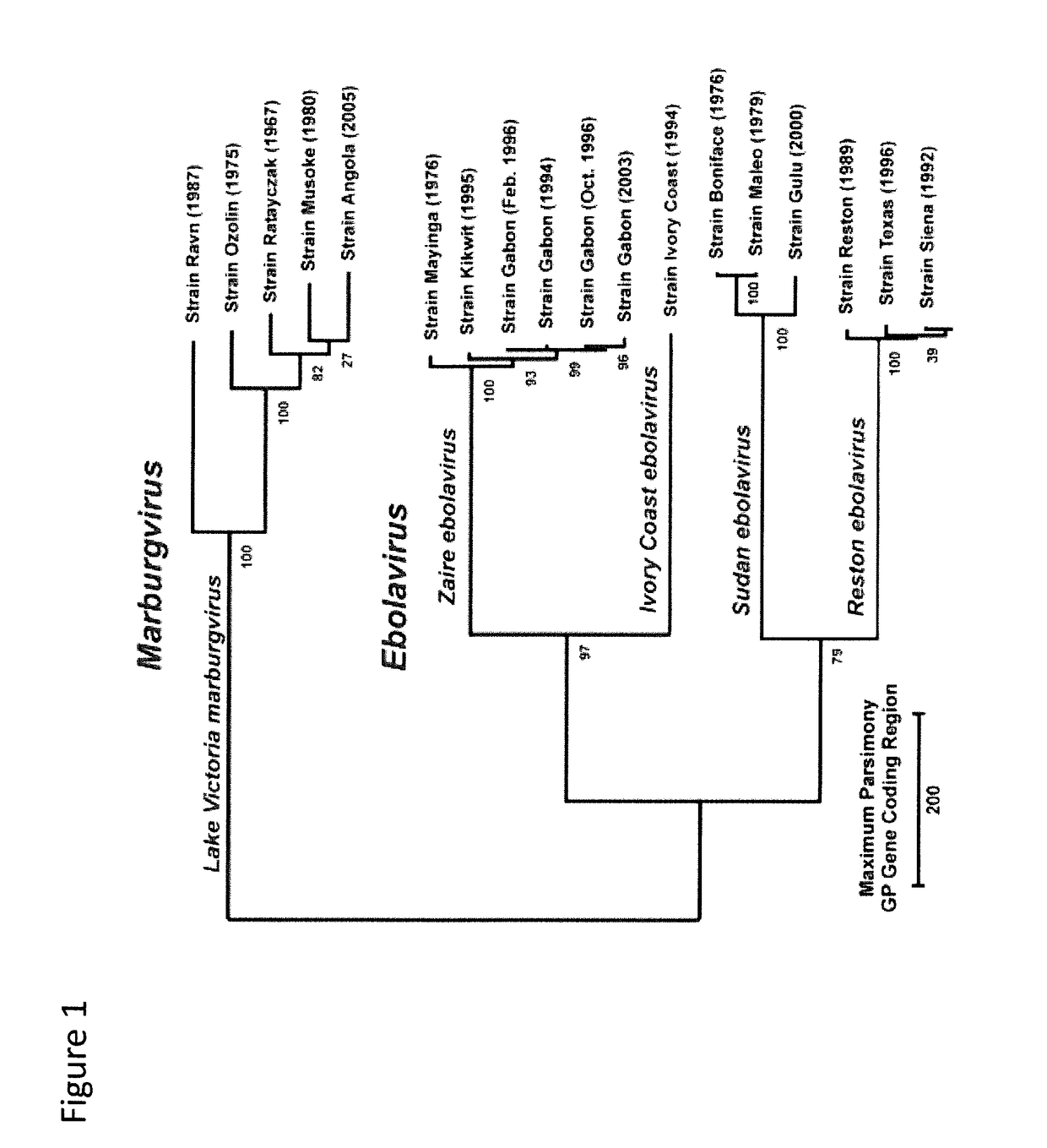 Recombinant modified vaccinia virus ankara (MVA) filovirus vaccine