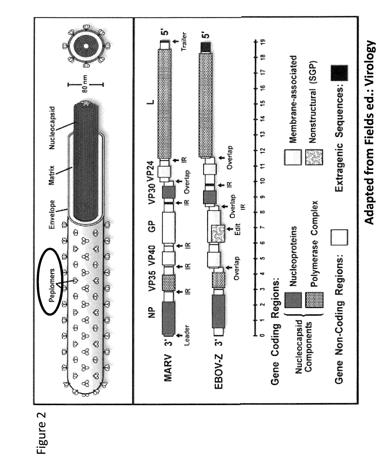 Recombinant modified vaccinia virus ankara (MVA) filovirus vaccine