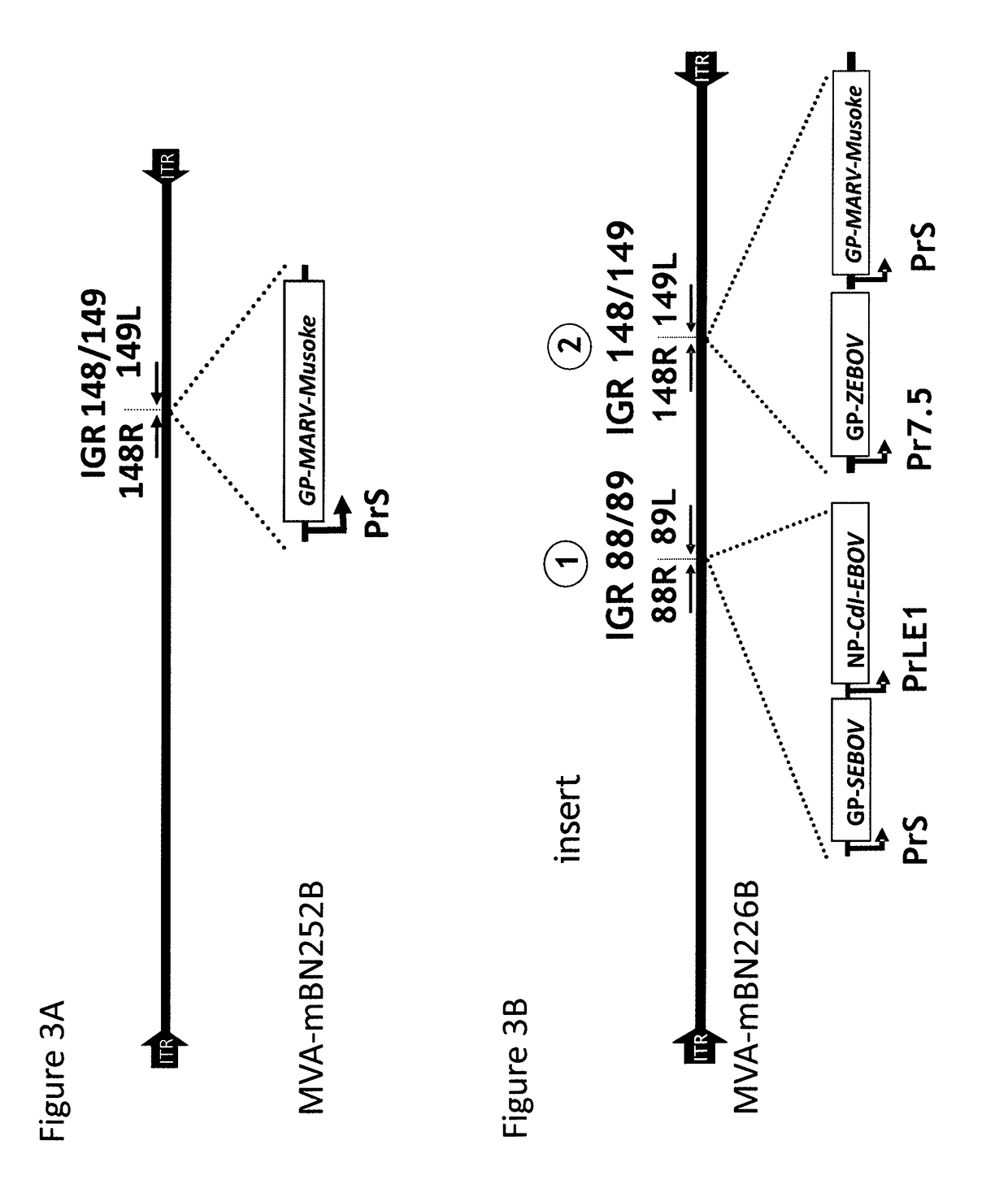 Recombinant modified vaccinia virus ankara (MVA) filovirus vaccine