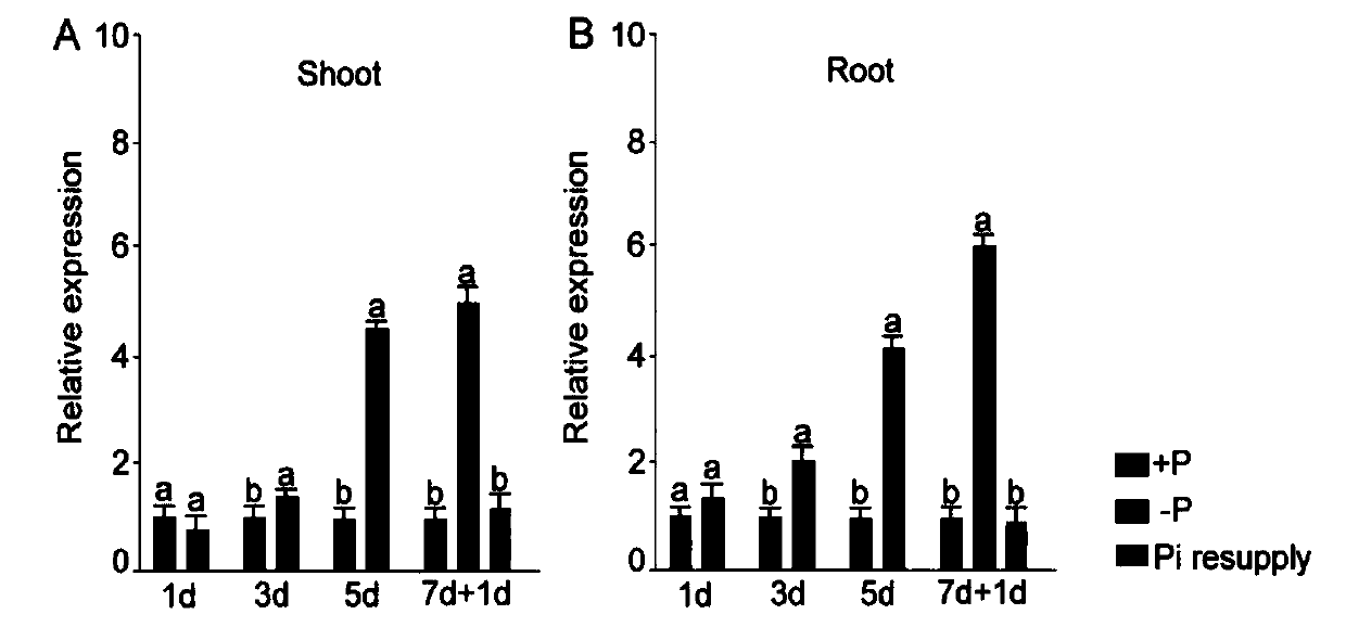 Genetic engineering application of rice gene ORYsa;SQD1