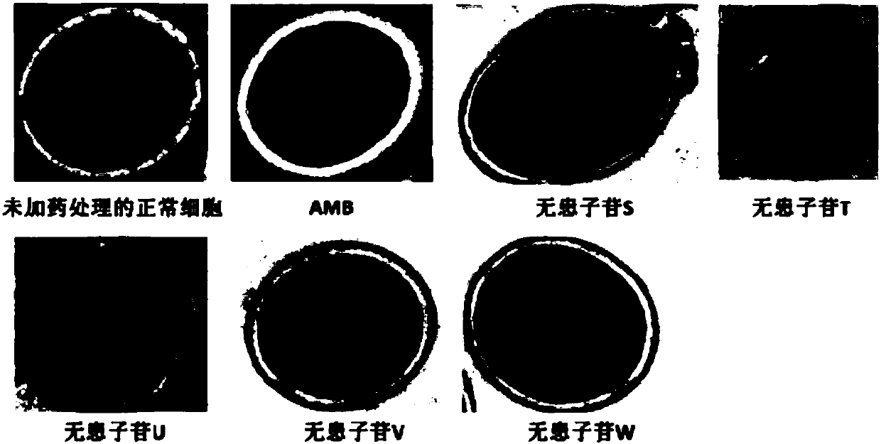 New triterpenoid saponin compounds as well as preparation method and application thereof