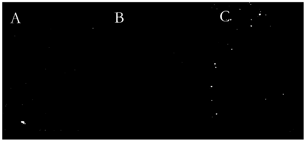 A Method for Visualizing Fingerprints Using Fluorescent Magnetic Noble Metal Nanocluster Core-Shell Microspheres