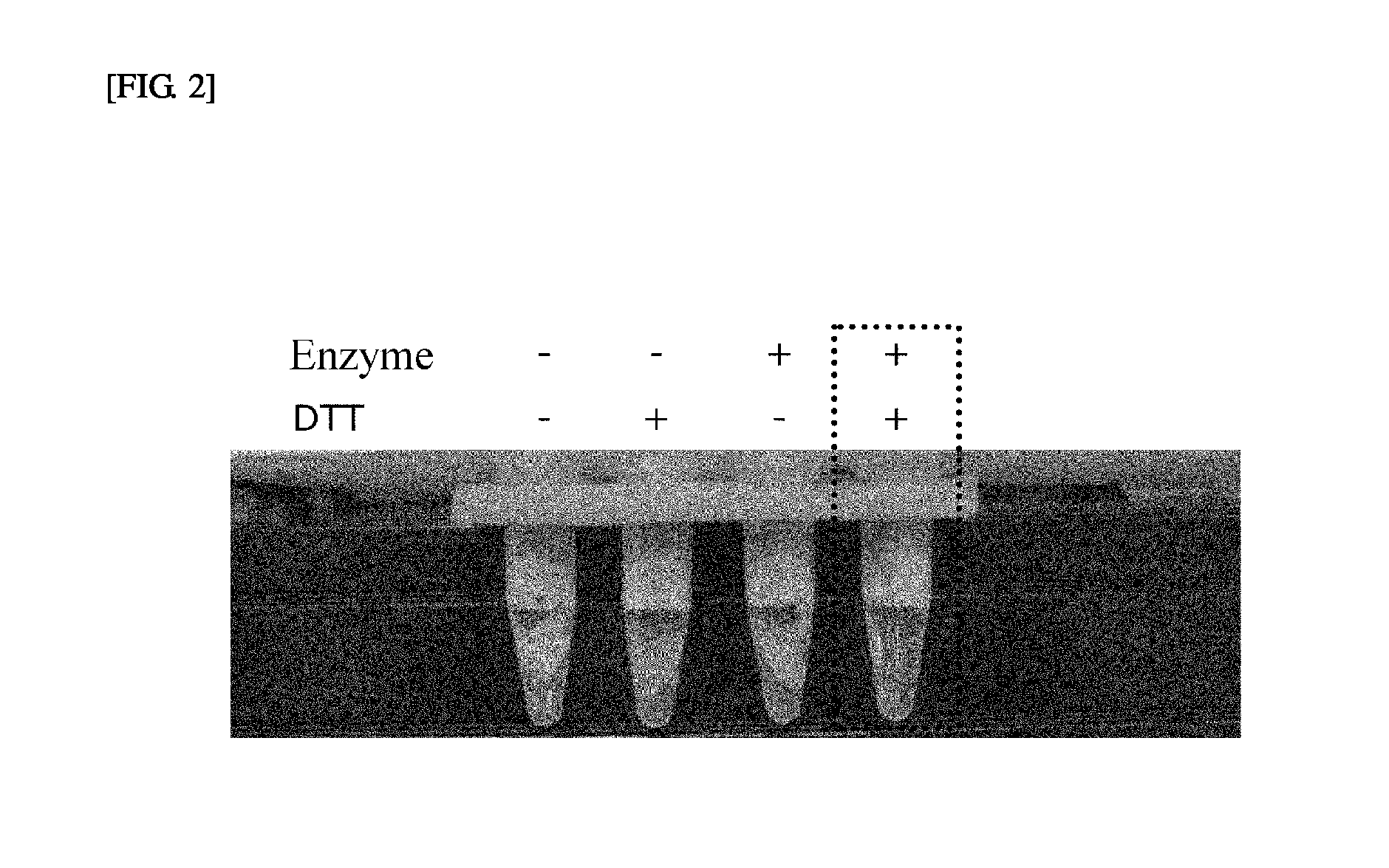 Eggshell membrane solubilization method using enzymes