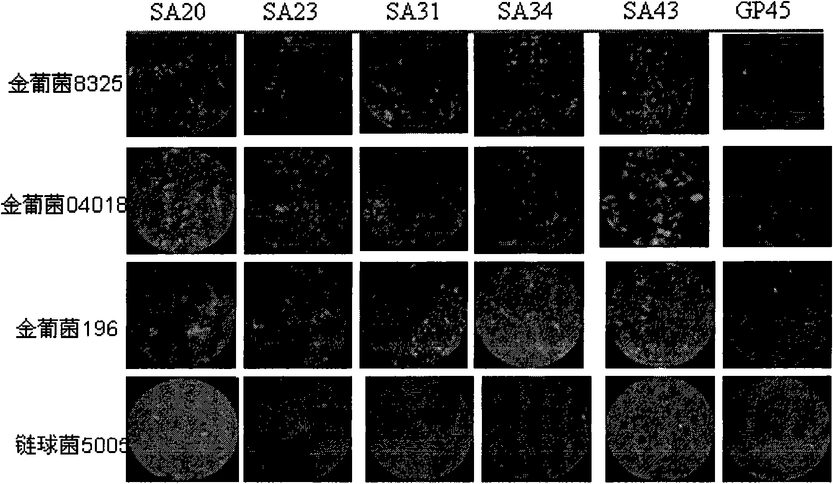 Oligonucleotide aptamer group for specifically identifying staphylococcus aureus and use thereof