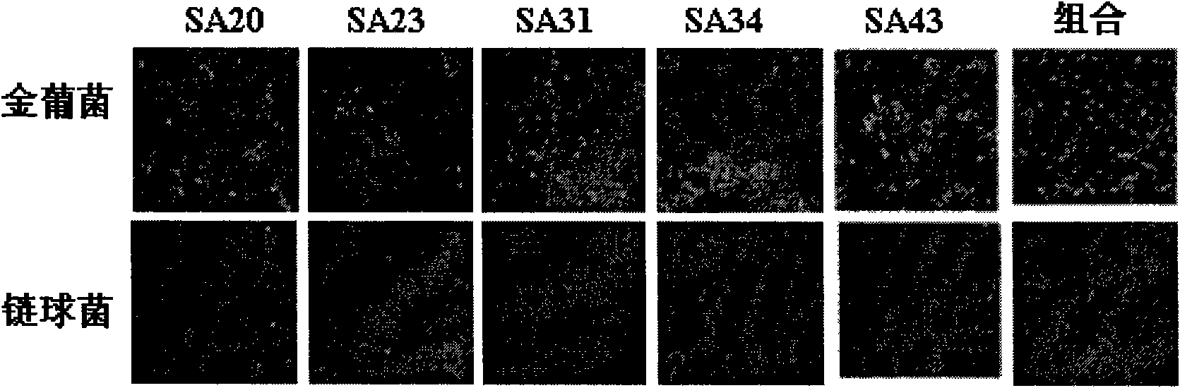 Oligonucleotide aptamer group for specifically identifying staphylococcus aureus and use thereof