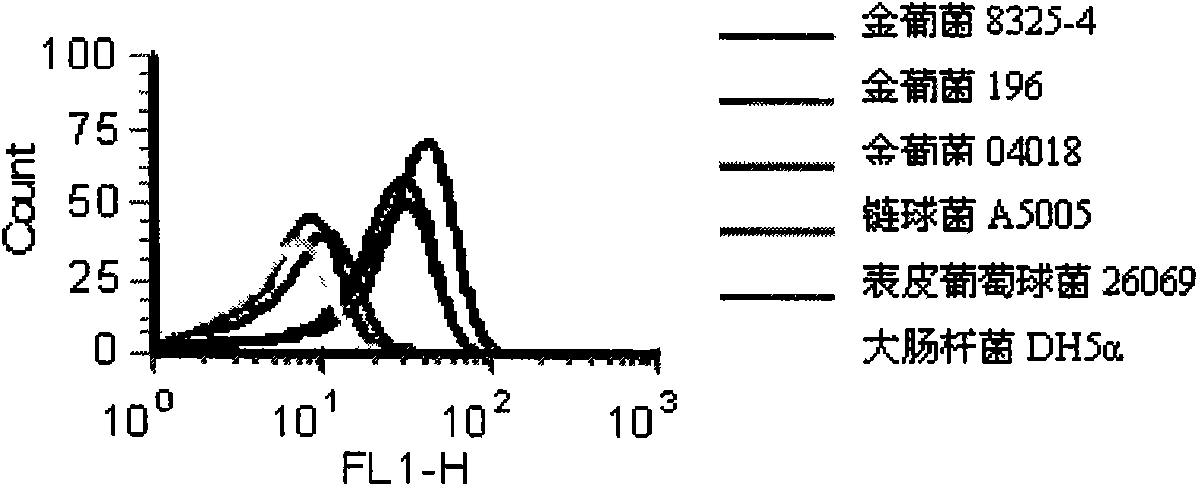 Oligonucleotide aptamer group for specifically identifying staphylococcus aureus and use thereof