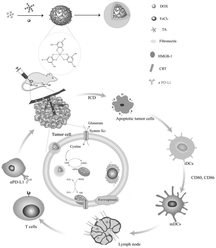 Fibronectin-coated tannic acid/iron complex drug-loaded nano material and preparation and application thereof