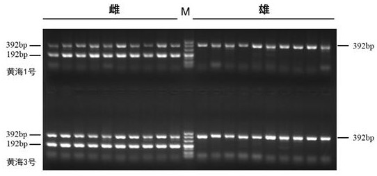 Molecular marker C2 for identifying sex of penaeus chinensis and application of molecular marker C2