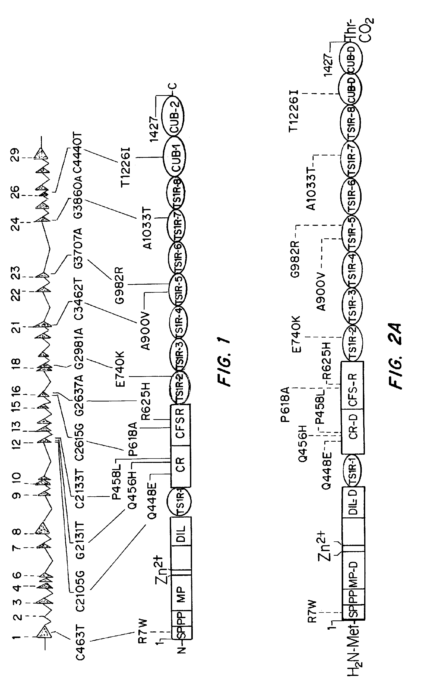 Predicting and reducing alloimmunogenicity of protein therapeutics