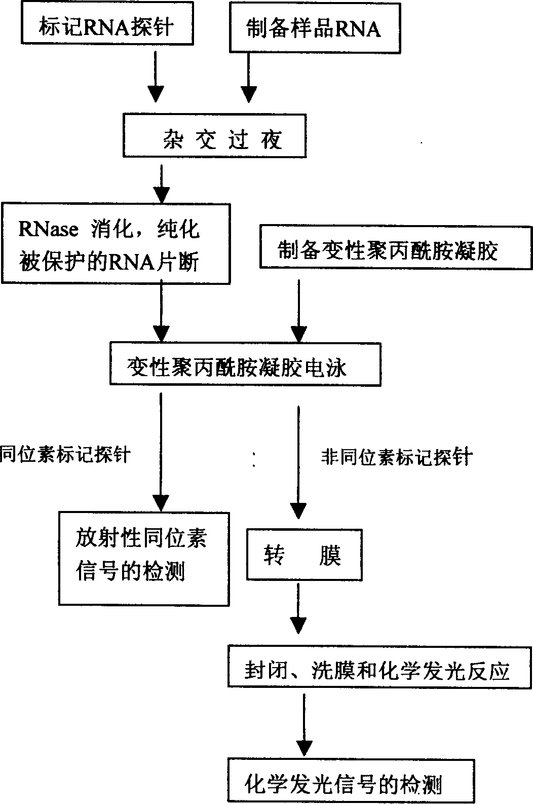 Kit for ribonuclease protecting experiment