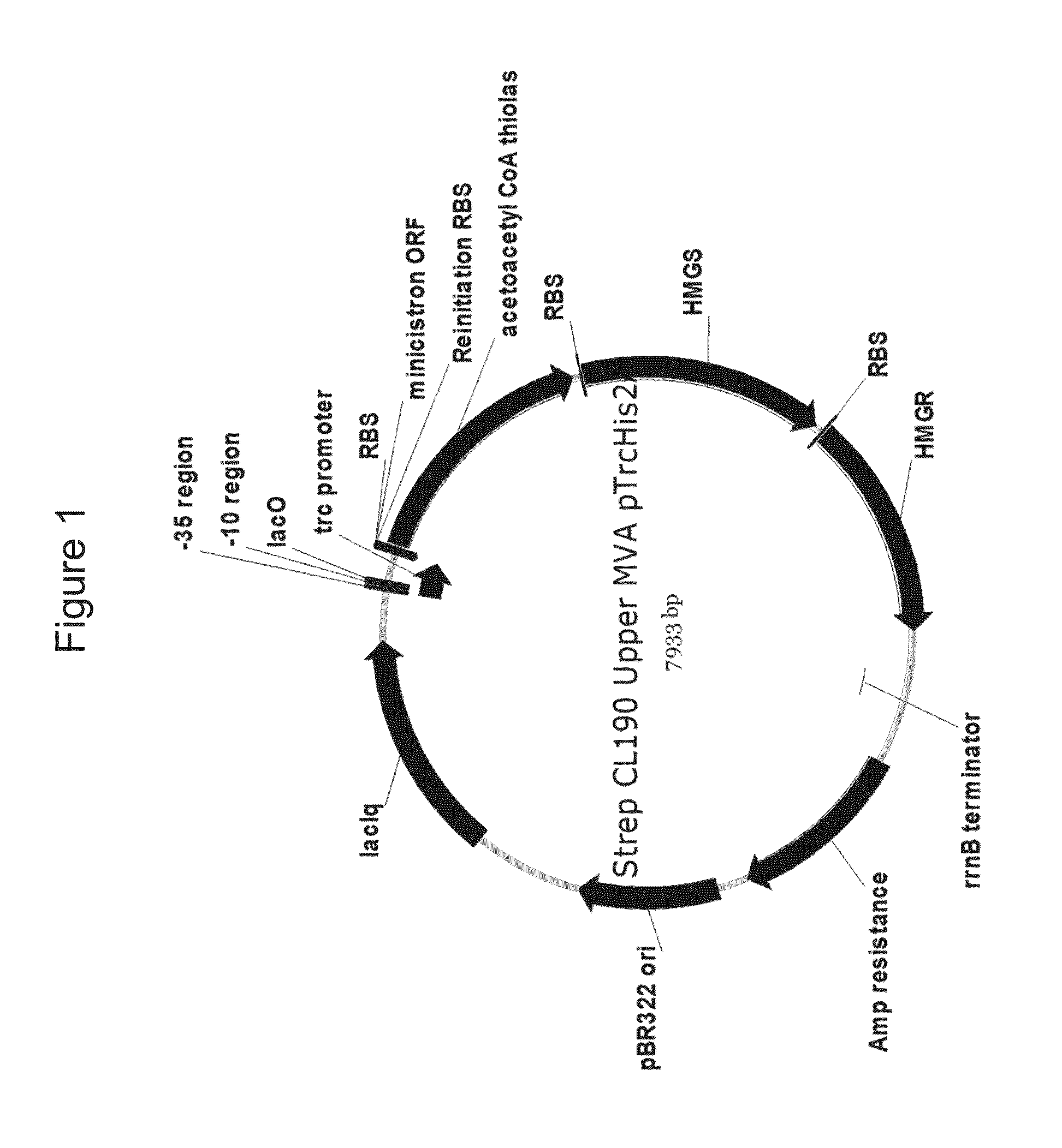 Production of isoprene, isoprenoid precursors, and isoprenoids using acetoacetyl-coa synthase