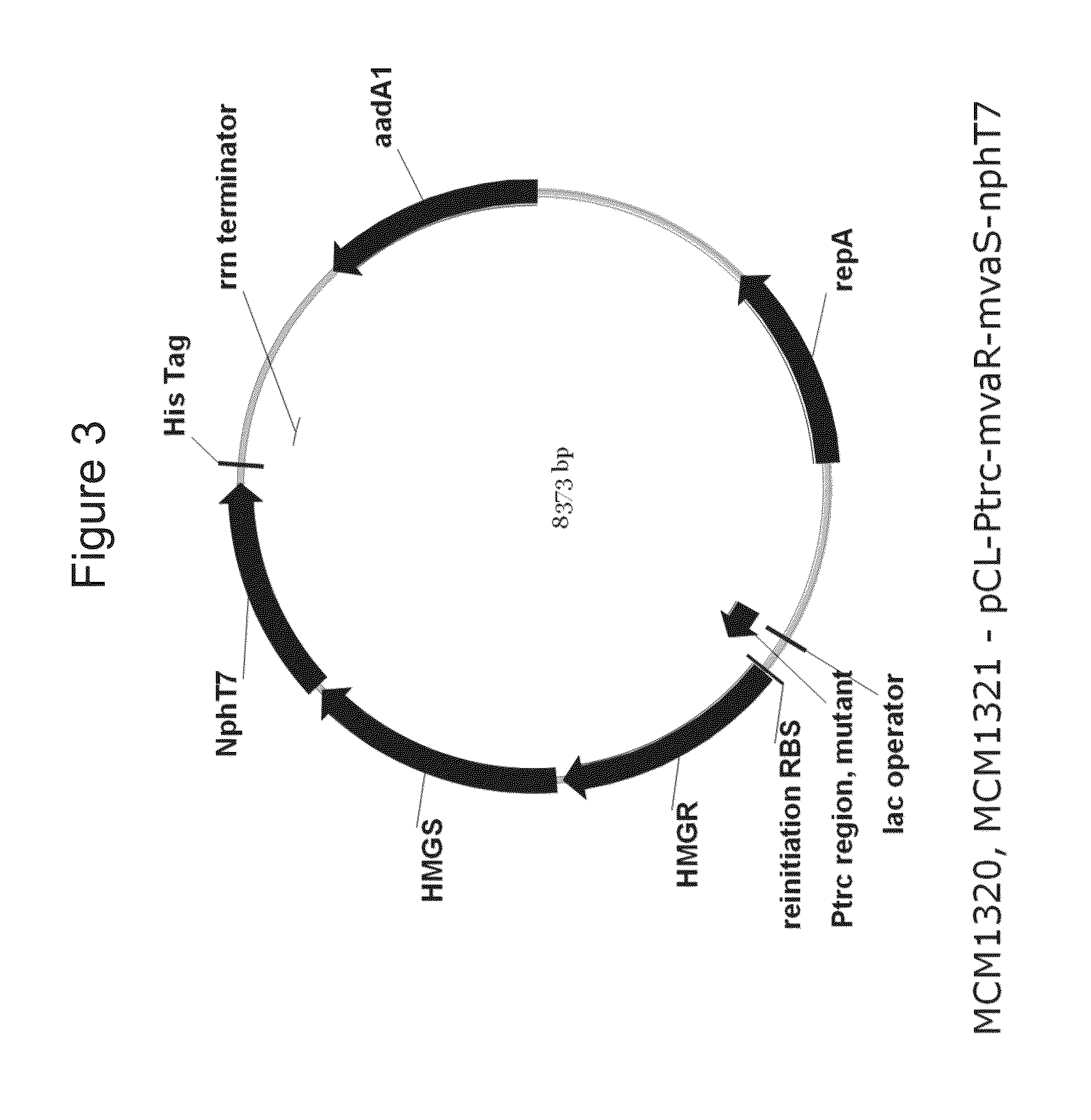 Production of isoprene, isoprenoid precursors, and isoprenoids using acetoacetyl-coa synthase