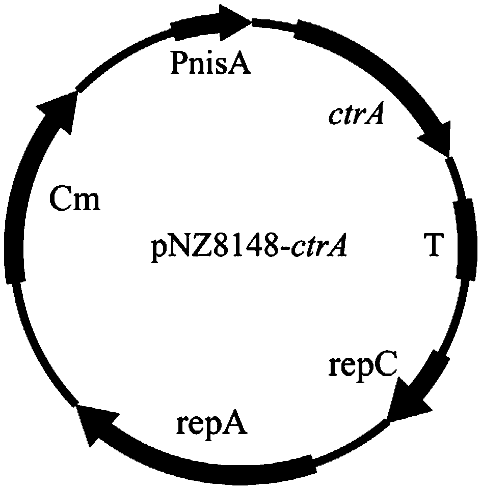 Lactic acid bacteria engineering bacteria for improving survival capacity in acid stress environment