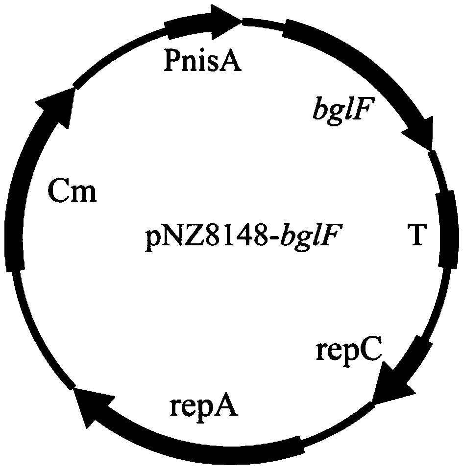 Lactic acid bacteria engineering bacteria for improving survival capacity in acid stress environment