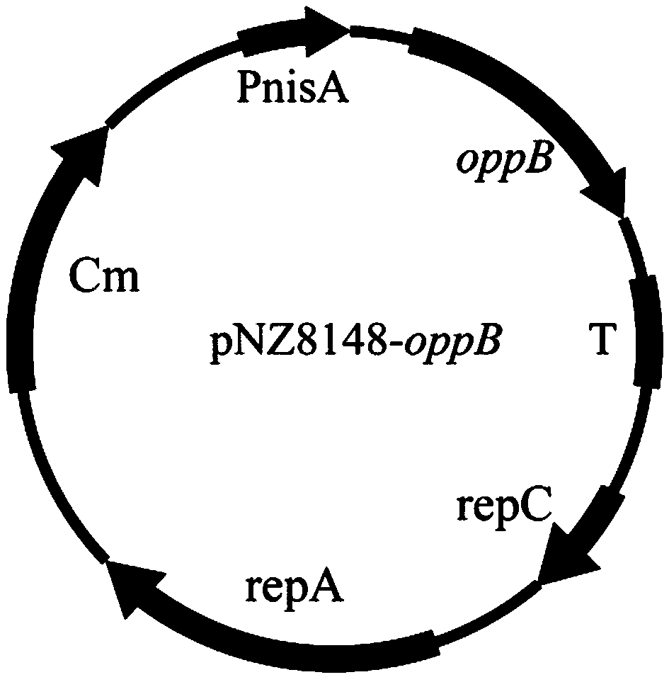 Lactic acid bacteria engineering bacteria for improving survival capacity in acid stress environment