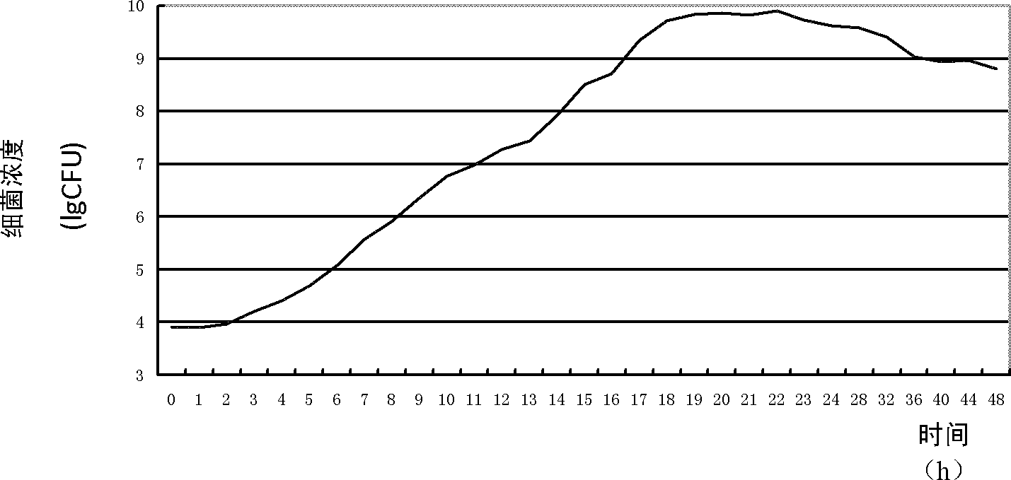 Lactobacillus reuteri strain and application thereof