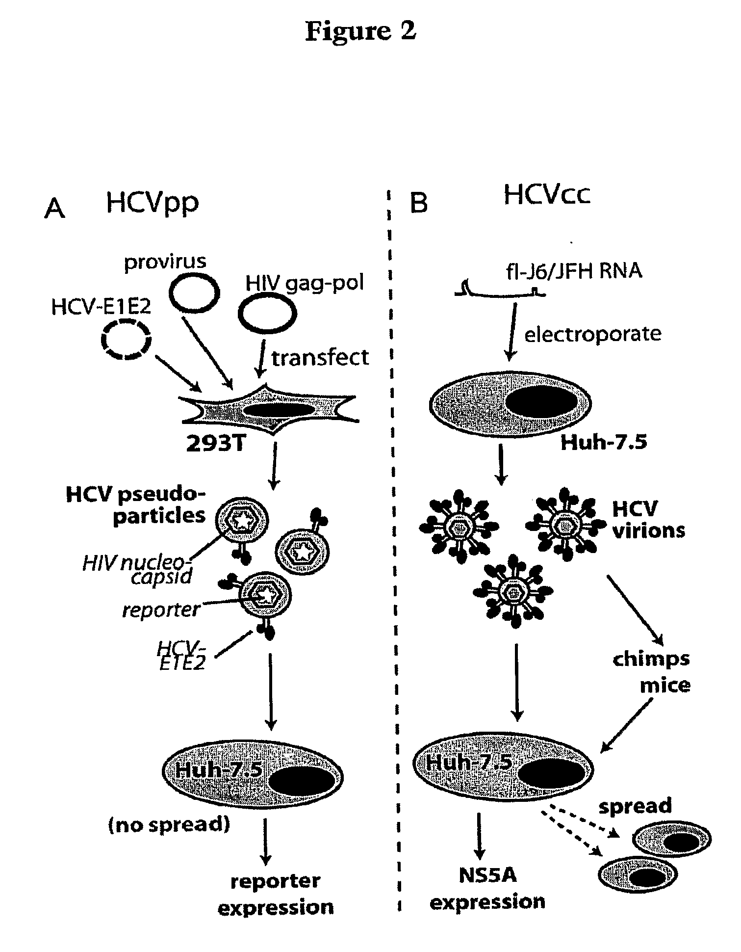 Hcv coreceptor and methods of use thereof