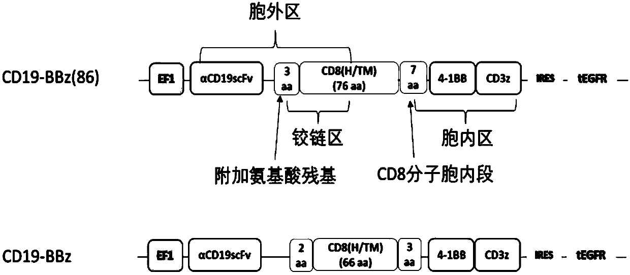 Improved anti-CD19 CAR-T cells