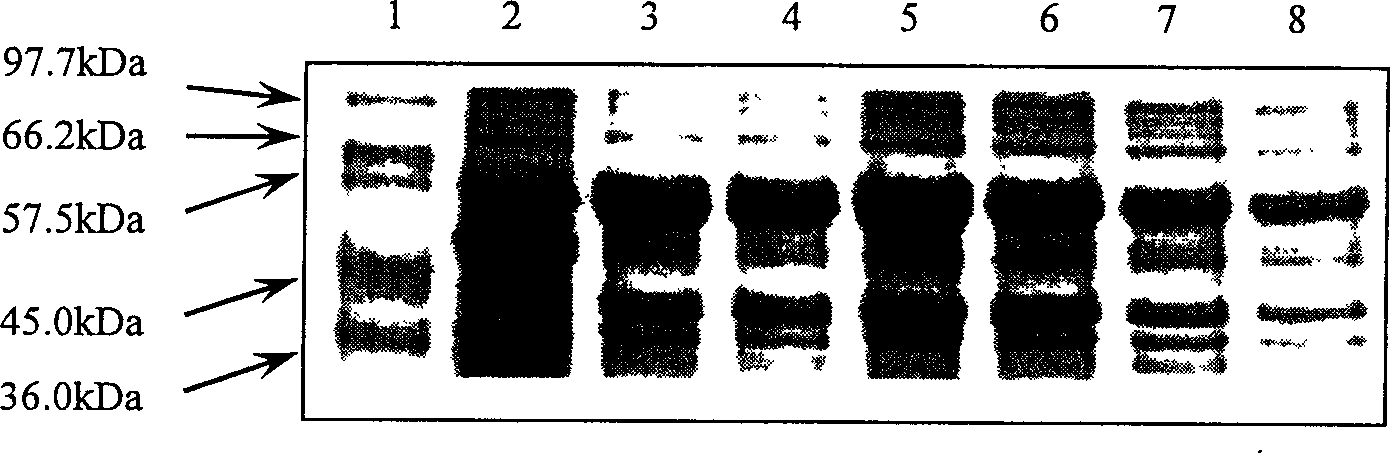 Controlling T7 expression system by means of thermal induction