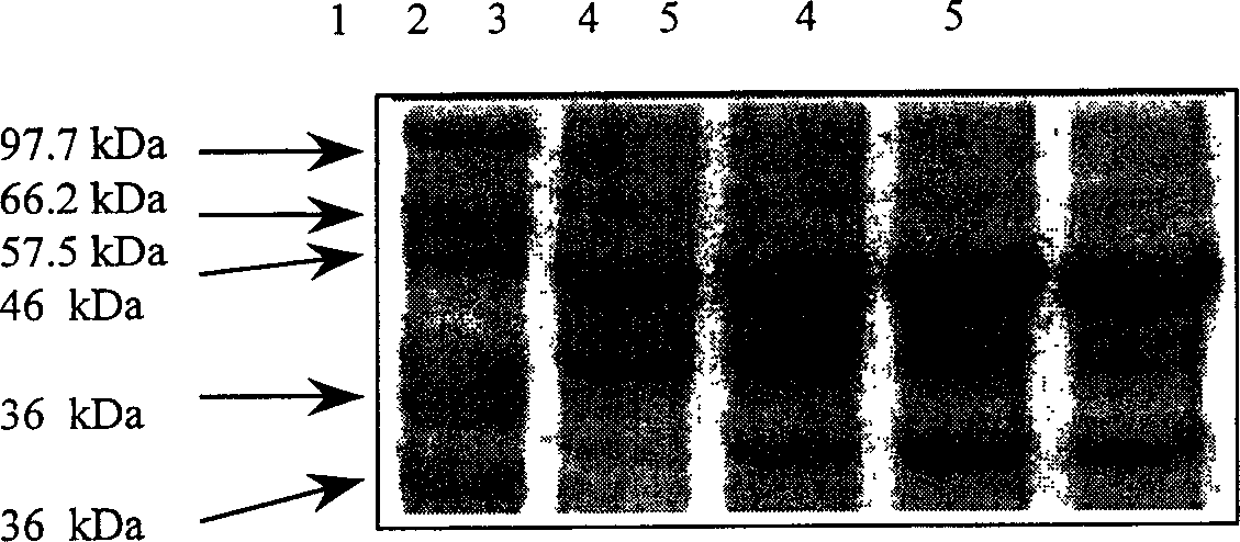 Controlling T7 expression system by means of thermal induction